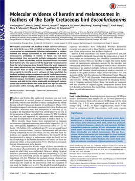 Molecular Evidence of Keratin and Melanosomes in Feathers of the Early Cretaceous Bird Eoconfuciusornis