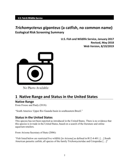 Trichomycterus Giganteus (A Catfish, No Common Name) Ecological Risk Screening Summary