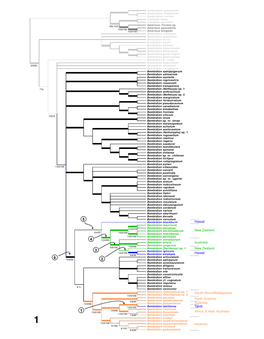 With Description of Bembidion Tahitiense, Sp. Nov. From