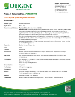 Fascin 2 (FSCN2) Goat Polyclonal Antibody – AP31070PU-N | Origene