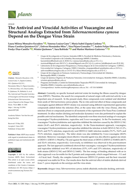 The Antiviral and Virucidal Activities of Voacangine and Structural Analogs Extracted from Tabernaemontana Cymosa Depend on the Dengue Virus Strain