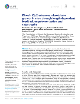 Kinesin Kip2 Enhances Microtubule Growth in Vitro Through Length