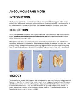 Angoumois Grain Moth Introduction Recognition