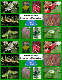 Invasive Plants Common in Connecticut