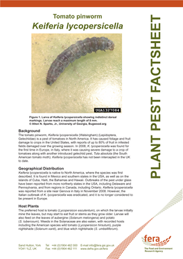 Tomato Pinworm Keiferia Lycopersicella