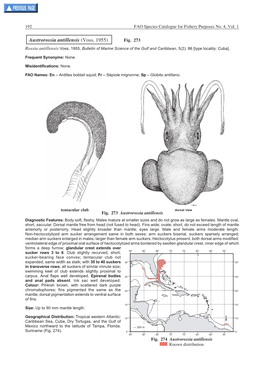 Austrorossia Antillensis (Voss, 1955) Fig