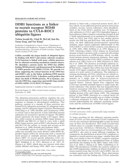 DDB1 Functions As a Linker to Recruit Receptor WD40 Proteins to CUL4− ROC1 Ubiquitin Ligases