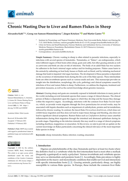 Chronic Wasting Due to Liver and Rumen Flukes in Sheep