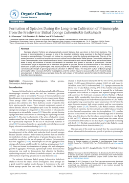 Formation of Spicules During the Long-Term Cultivation of Primmorphs from the Freshwater Baikal Sponge Lubomirskia Baikalensis L.I