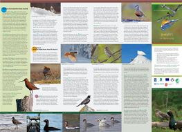 Bird-Routes-In-Lapland.Pdf