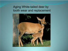 Aging White-Tailed Deer by Tooth Wear and Replacement