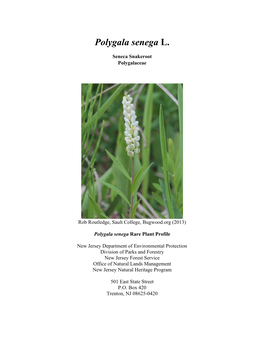 Polygala Senega (Seneca Snakeroot)