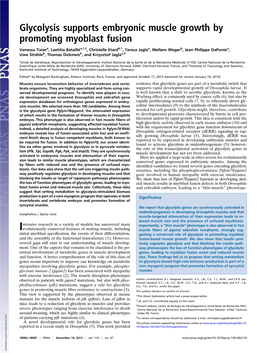 Glycolysis Supports Embryonic Muscle Growth by Promoting Myoblast Fusion