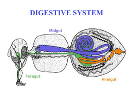 DIGESTIVE SYSTEM Generalized Insect Alimentary Tract the Digestive System Is Just a Tube Within a Surrounding Tube Called the Body