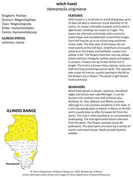 Witch Hazel Hamamelis Virginiana ILLINOIS RANGE