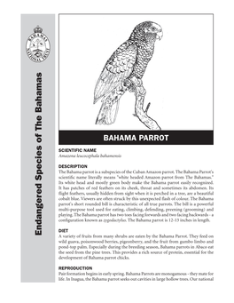 Bahama Parrot Seeksoutcavities Inlargehollow Trees