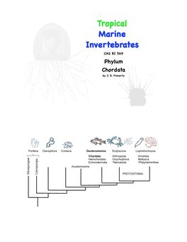 Tropical Marine Invertebrates CAS BI 569 Phylum Chordata by J
