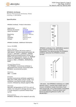 RPS6KA1 Antibody Mouse Monoclonal Antibody (Mab) Catalog # Am1882b