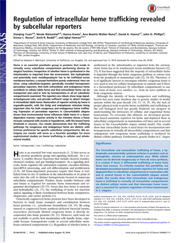 Regulation of Intracellular Heme Trafficking Revealed by Subcellular Reporters