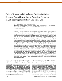 Roles of Cytosol and Cytoplasmic Particles in Nuclear Envelope Assembly and Sperm Pronuclear Formation in Cell-Free Preparations from Amphibian Eggs