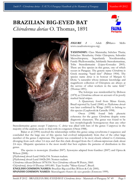 BRAZILIAN BIG-EYED BAT Chiroderma Doriae O. Thomas, 1891