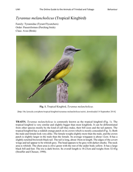 Tyrannus Melancholicus (Tropical Kingbird)