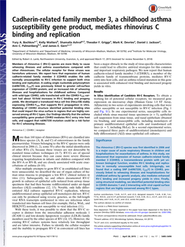 Cadherin-Related Family Member 3, a Childhood Asthma Susceptibility Gene Product, Mediates Rhinovirus C Binding and Replication