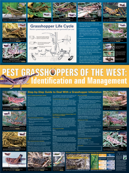 Grasshopper Life Cycle Overwinter As Nymphs