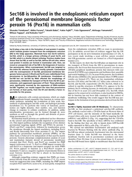 Sec16b Is Involved in the Endoplasmic Reticulum Export of the Peroxisomal Membrane Biogenesis Factor Peroxin 16 (Pex16) in Mammalian Cells