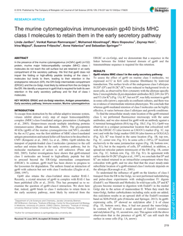 The Murine Cytomegalovirus Immunoevasin Gp40 Binds MHC