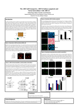 The ABC Half Transporter, ABCG4 Induces Apoptosis and Forms Heterodimer with ABCG1