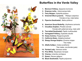 Butterflies in the Verde Valley