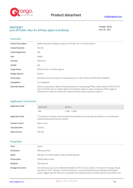 Anti-ATP1A4 / Na+ K+ Atpase Alpha 4 Antibody (ARG58367)