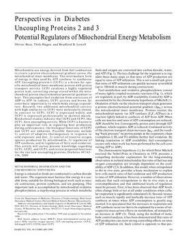 Perspectives in Diabetes Uncoupling Proteins 2 and 3 Potential Regulators of Mitochondrial Energy Metabolism Olivier Boss, Thilo Hagen, and Bradford B