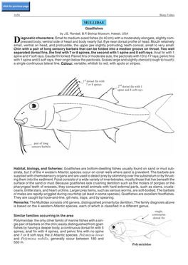 MULLIDAE Goatfishes by J.E