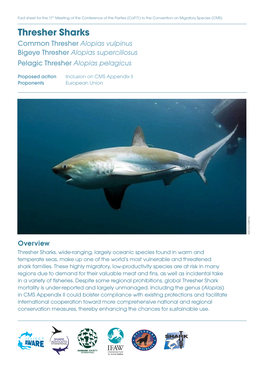 Thresher Sharks Common Thresher Alopias Vulpinus Bigeye Thresher Alopias Superciliosus Pelagic Thresher Alopias Pelagicus