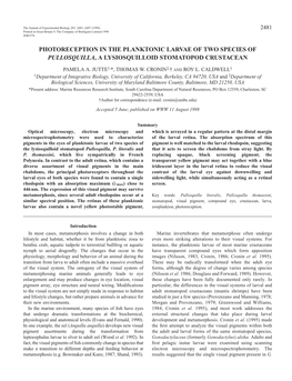 Photoreception in the Planktonic Larvae of Two Species of Pullosquilla, a Lysiosquilloid Stomatopod Crustacean