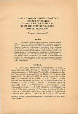 First Record of Mobula Japonica (Muller Et Hentle), a Little Known Devil Ray from the Gulf of Thailand (Pisces : Mobulidae)