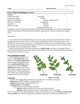 Lab 2: Plant Morphology: Leaves