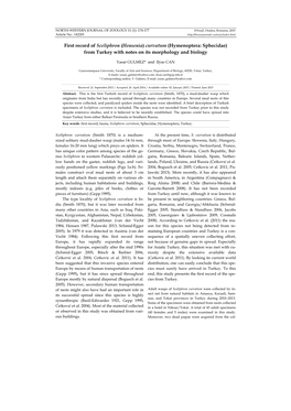 First Record of Sceliphron (Hensenia) Curvatum (Hymenoptera: Sphecidae) from Turkey with Notes on Its Morphology and Biology