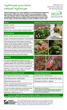 Hydrangea Quercifolia Tried and True Native Plant Selections Oakleaf Hydrangea for the Mid-Atlantic