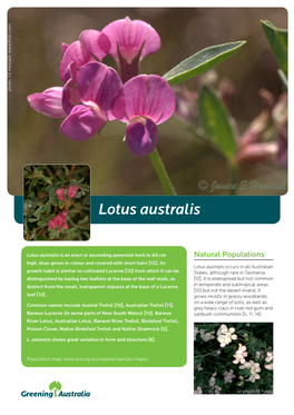 Lotus Australis (A) Photo: R.(A) Photo: Hill