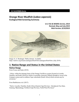 Labeo Capensis (Orange River Mudfish) Ecological Risk Screening Summary