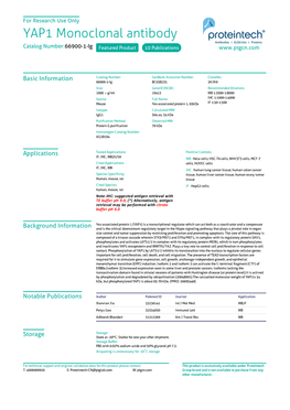 YAP1 Monoclonal Antibody