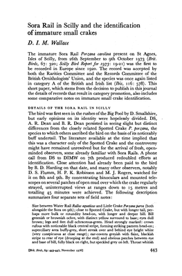 Sora Rail in Stilly and the Identification of Immature Small Crakes D