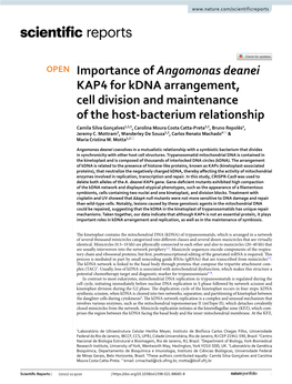 Importance of Angomonas Deanei KAP4 for Kdna