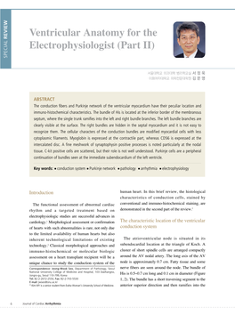 Ventricular Anatomy for the Electrophysiologist (Part