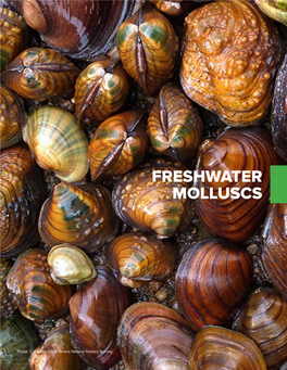 Freshwater Molluscs