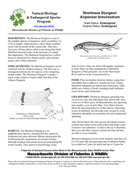 Shortnose Sturgeon Acipenser Brevirostrum