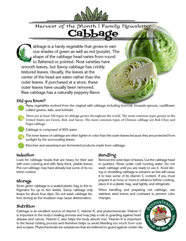 Cabbage Abbage Is a Hardy Vegetable That Grows in Vari- Ous Shades of Green As Well As Red (Purple)